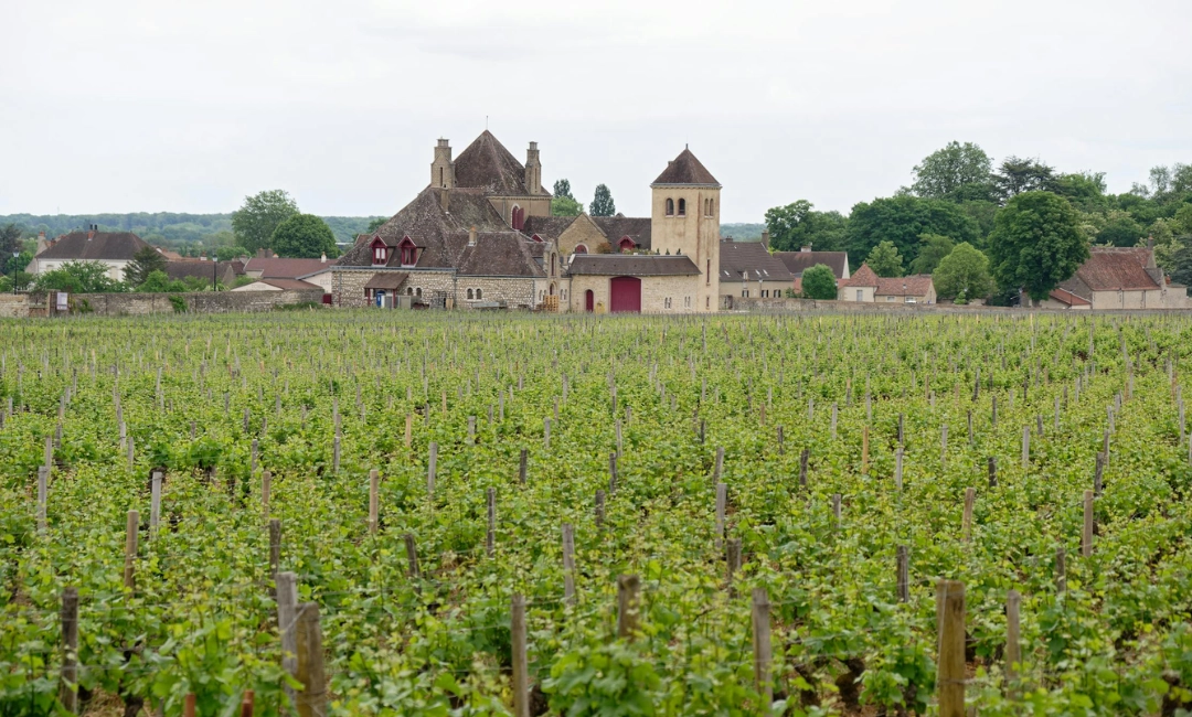 Wine Importer Partnership Services in India | Spill It